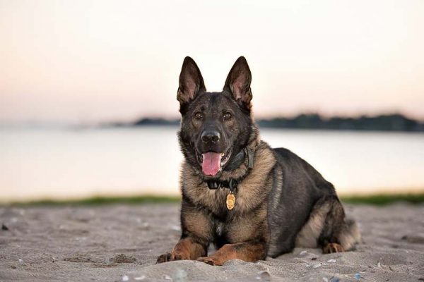 k9-maverick-fairfield-police-ct-min_orig-1